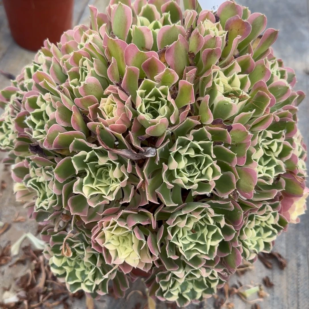 1347多肉白凤多肉多肉