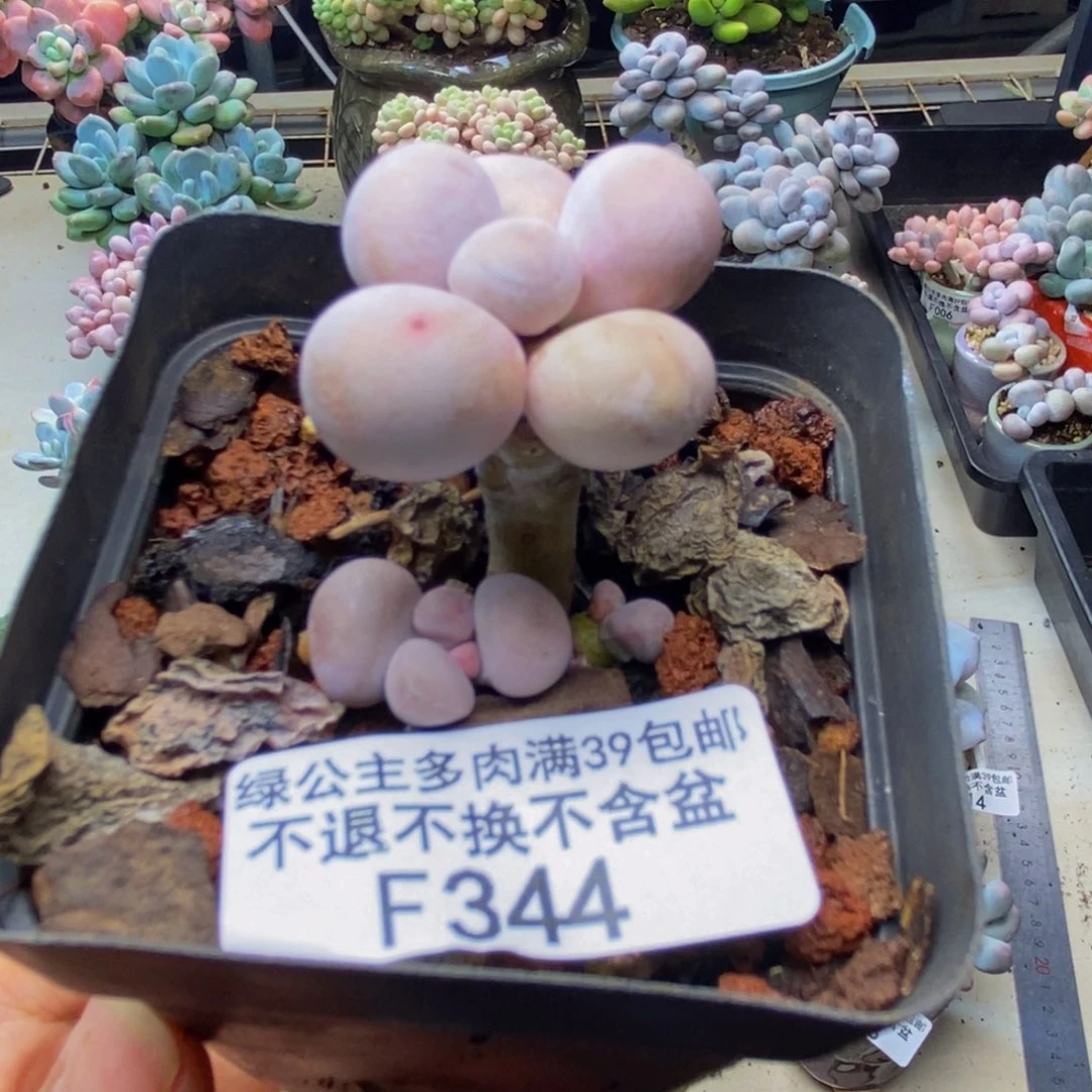 344橙奶多肉肉2c m
