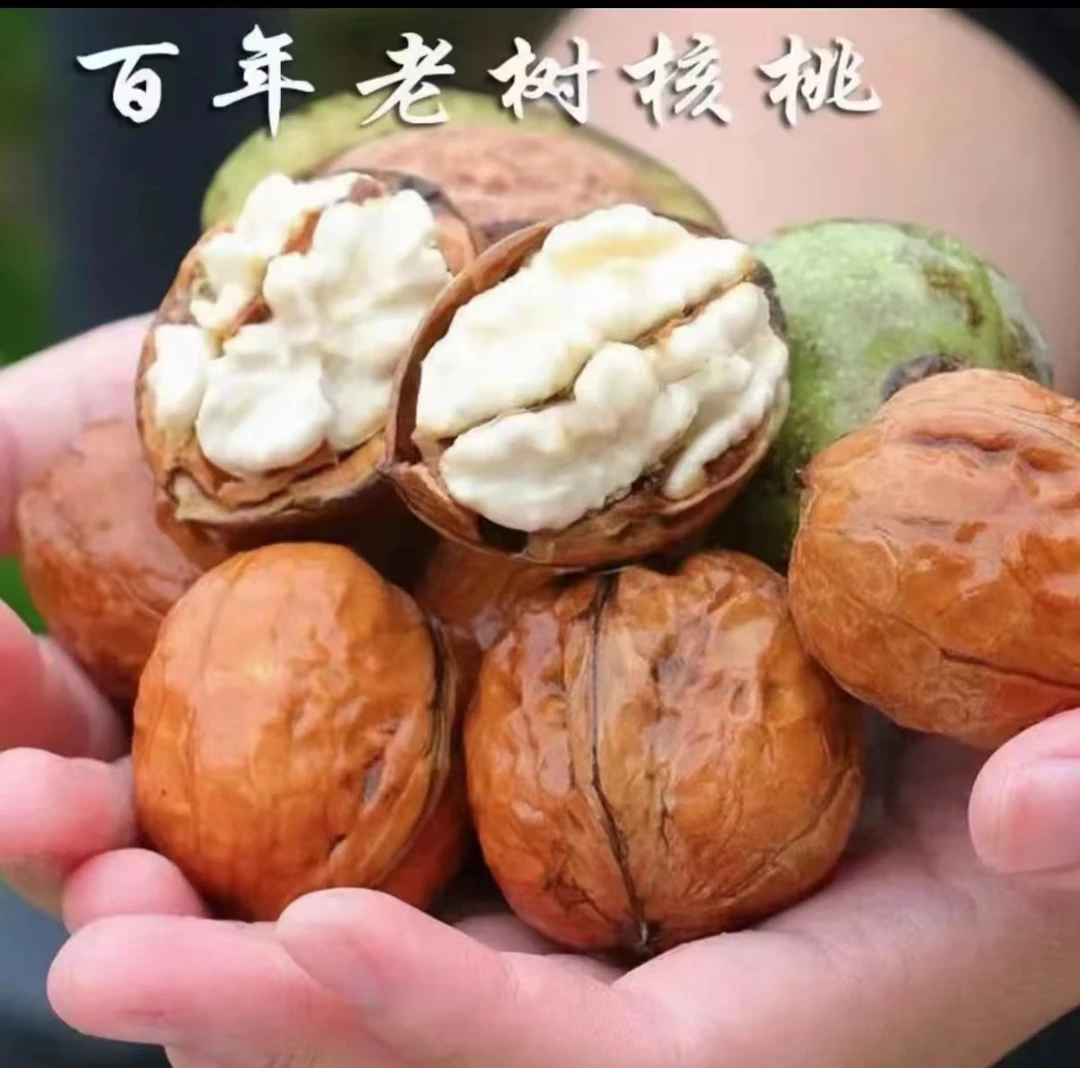p新鲜湿核桃去青皮脆皮带青皮孕妇生核桃水果坚果包邮