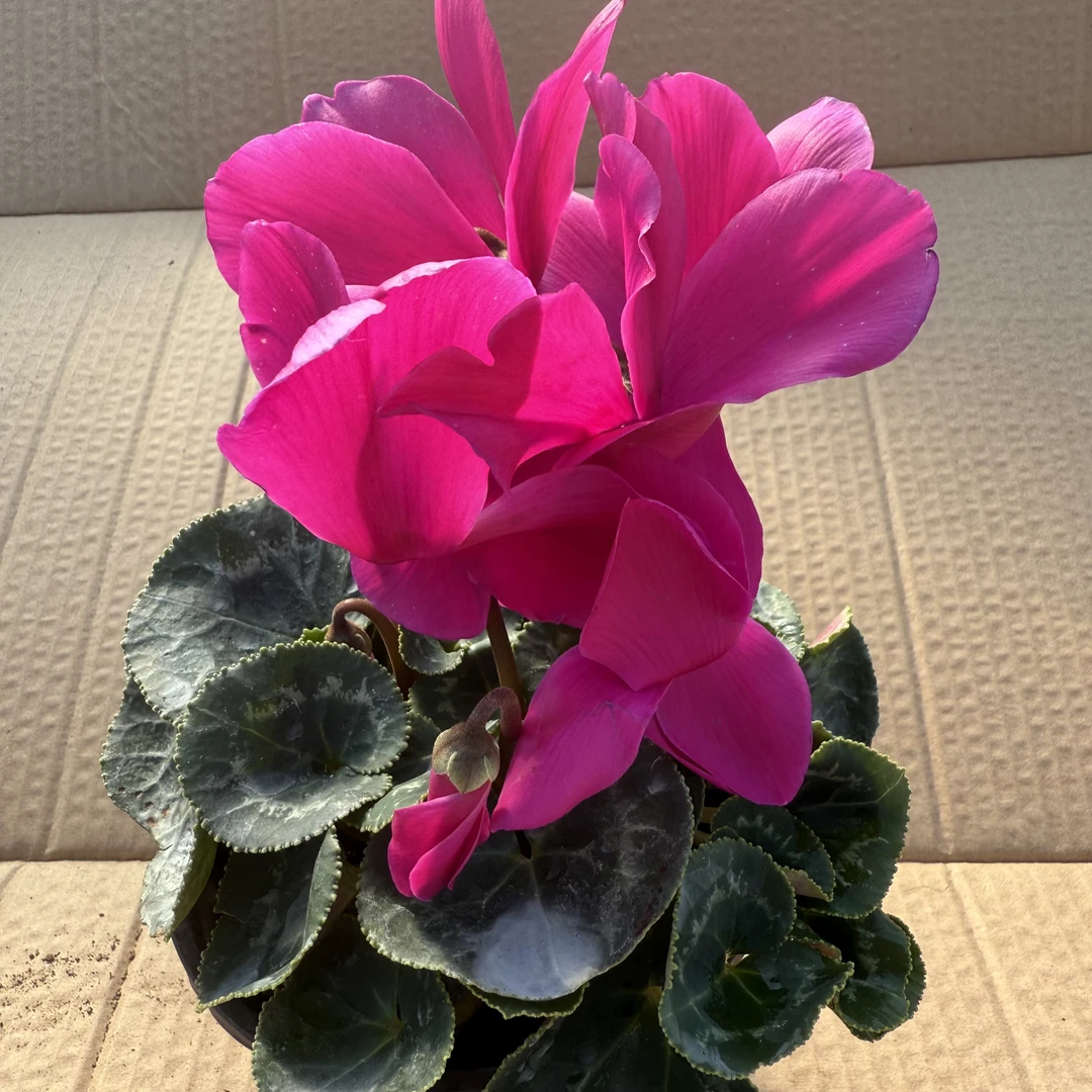 仙客来种球盆栽多色花期长好养室内外观赏