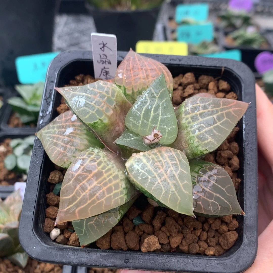 水晶康平一物一拍