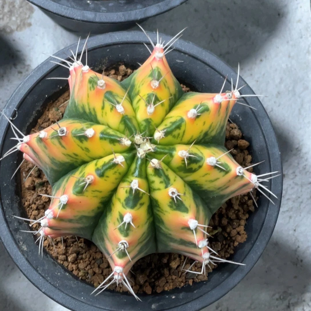 当前无花朵，栽培后可花朵橘黄虎斑规律棱背锦