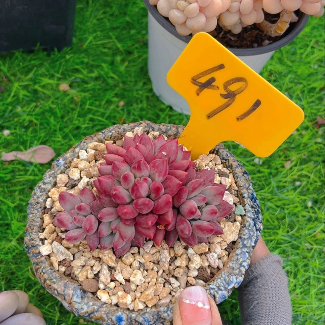 小*491fghjjjjjjjjjj