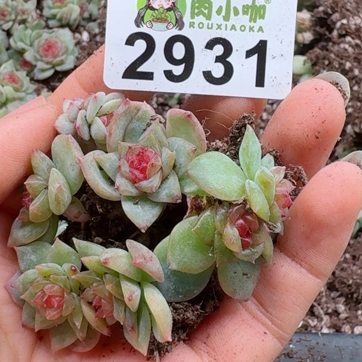 韩*多肉植物多肉植物