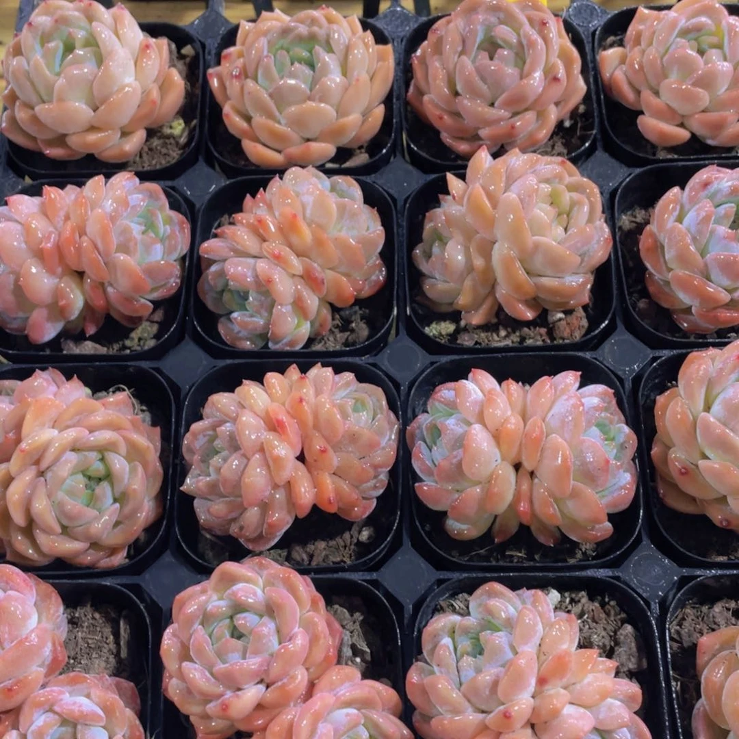 705号 开播福利冰透果冻冰魄两个