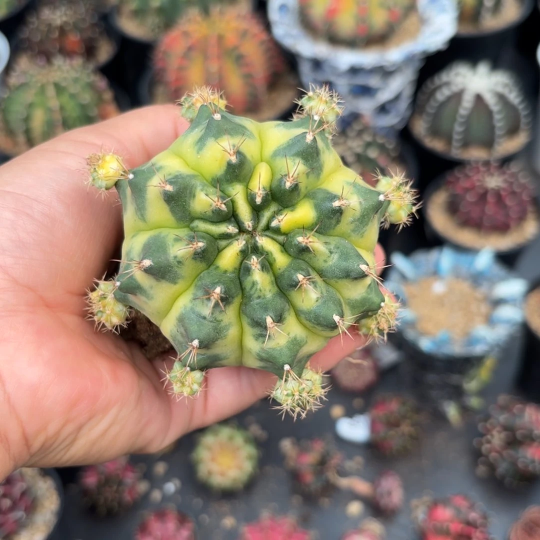 泰系米哈仙人球母本大型501