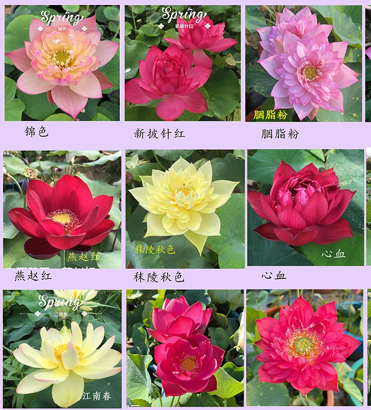 《中型汇总 》精品观赏荷花