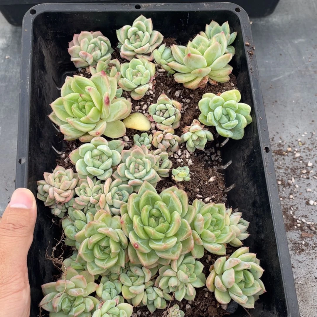 云糖心多肉植物517