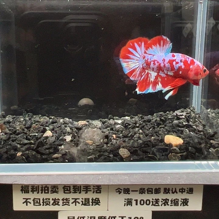 斗鱼竞拍跑单拉黑126