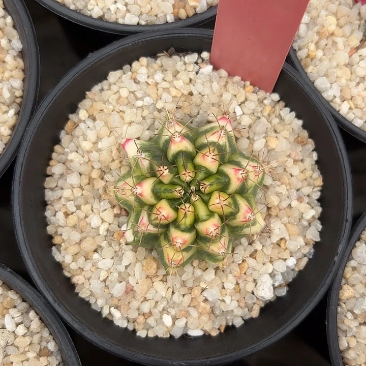 521-0718泰国发货