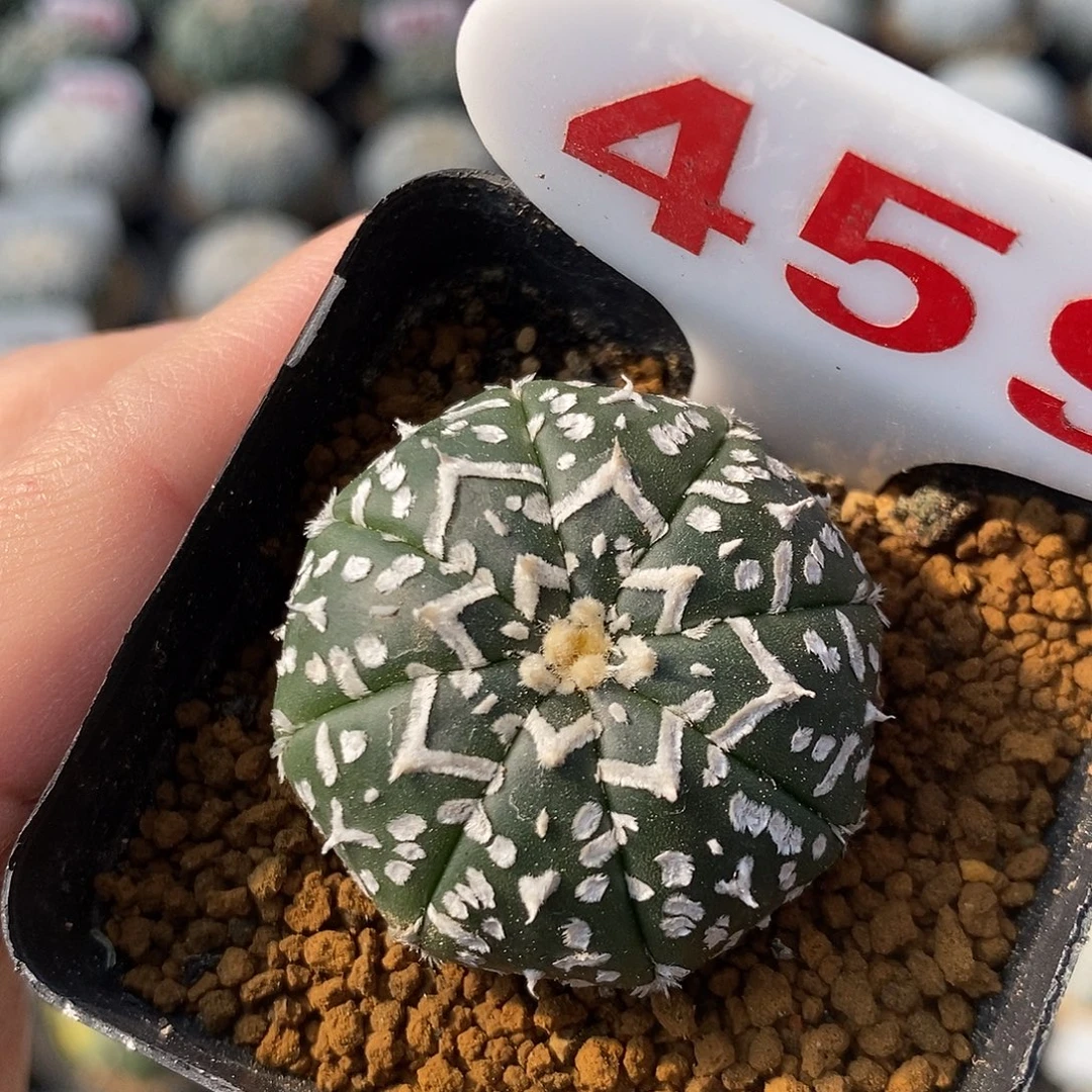 459v兜系列福利来啦