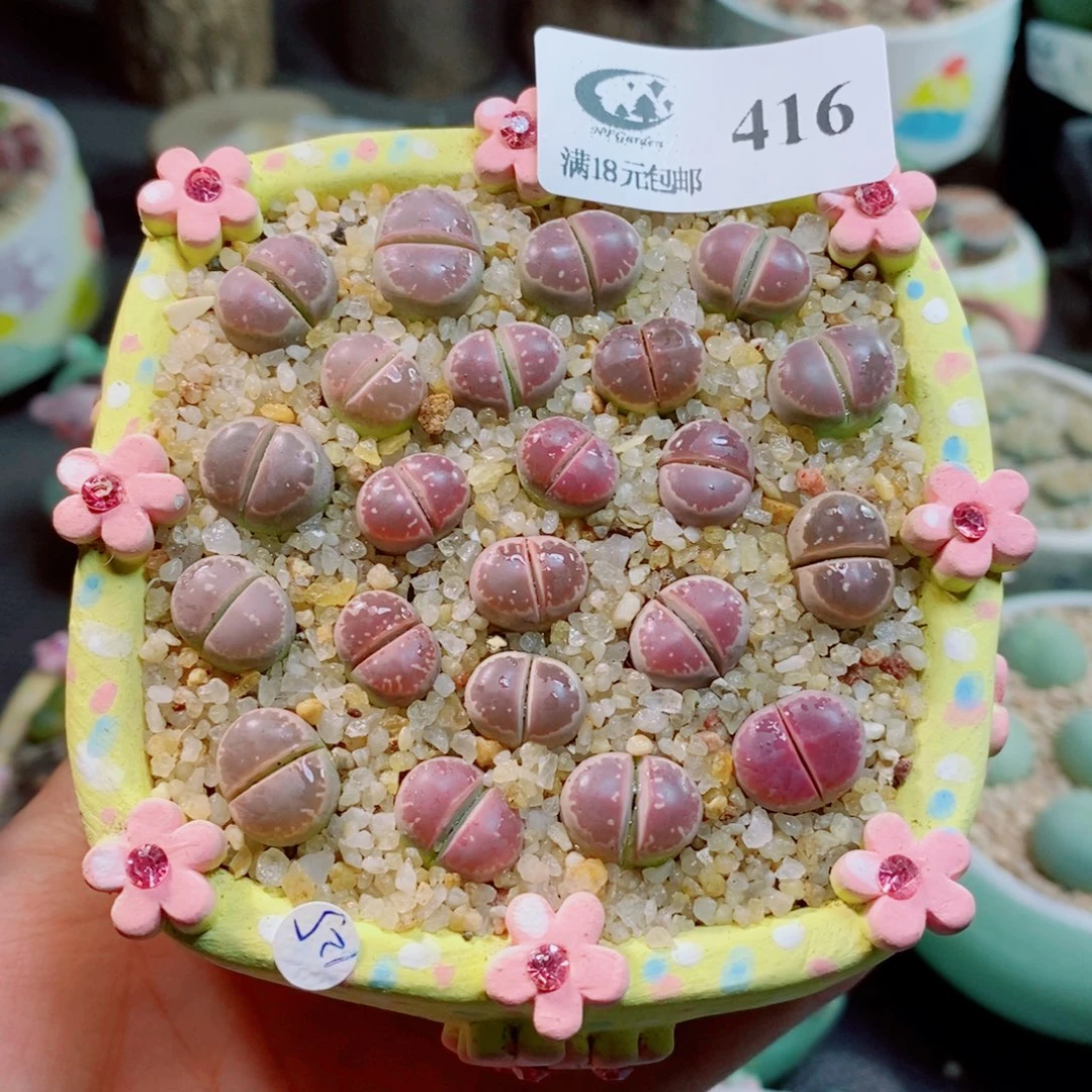 生石花花花花花花花416