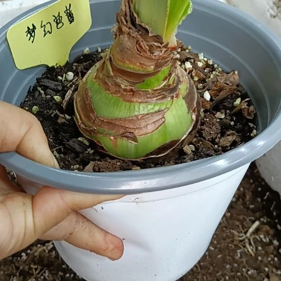 无花朵梦幻芭蕾7+裸球发货