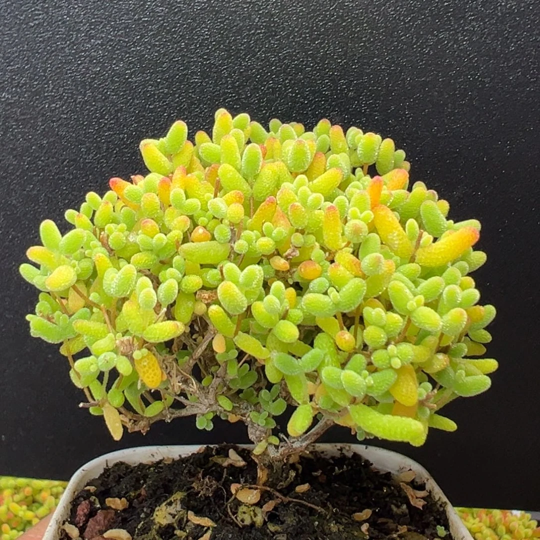 u3998精控蜜橘糖球冠幅6cm