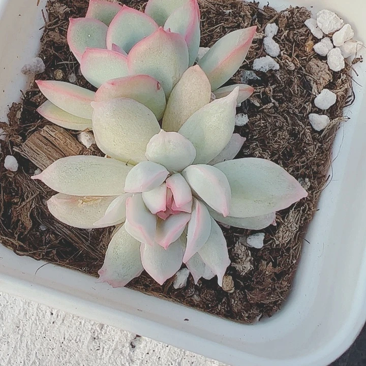 红*,多肉植物多肉植物