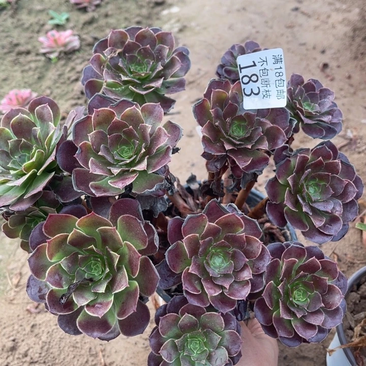 183荷兰玫瑰绣球3法师