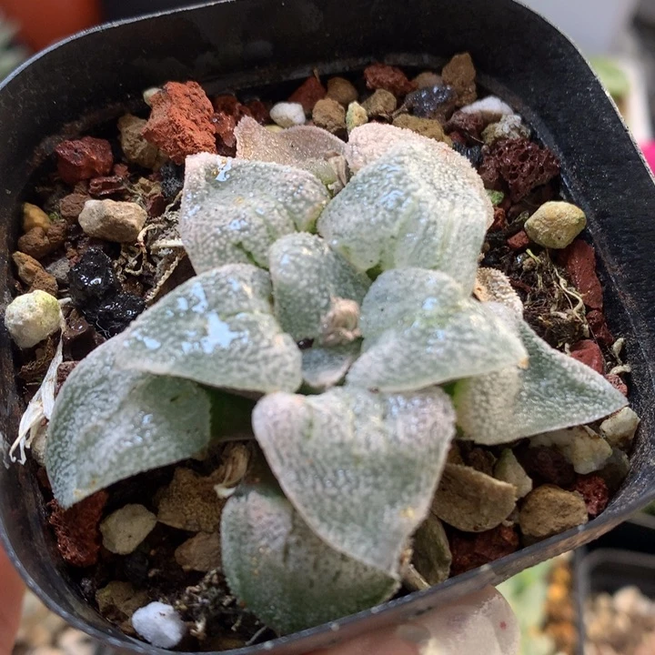 白银铁道磨面寿带盆土