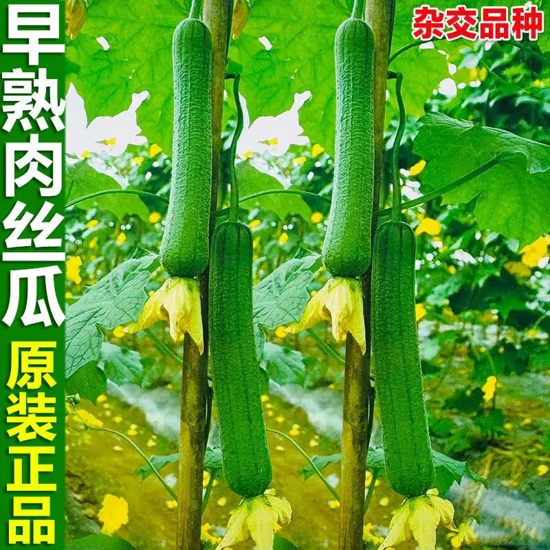 湘研早冠2号 早熟丝瓜种子杂交皱皮青皮长丝瓜肉丝瓜种籽蔬菜种子