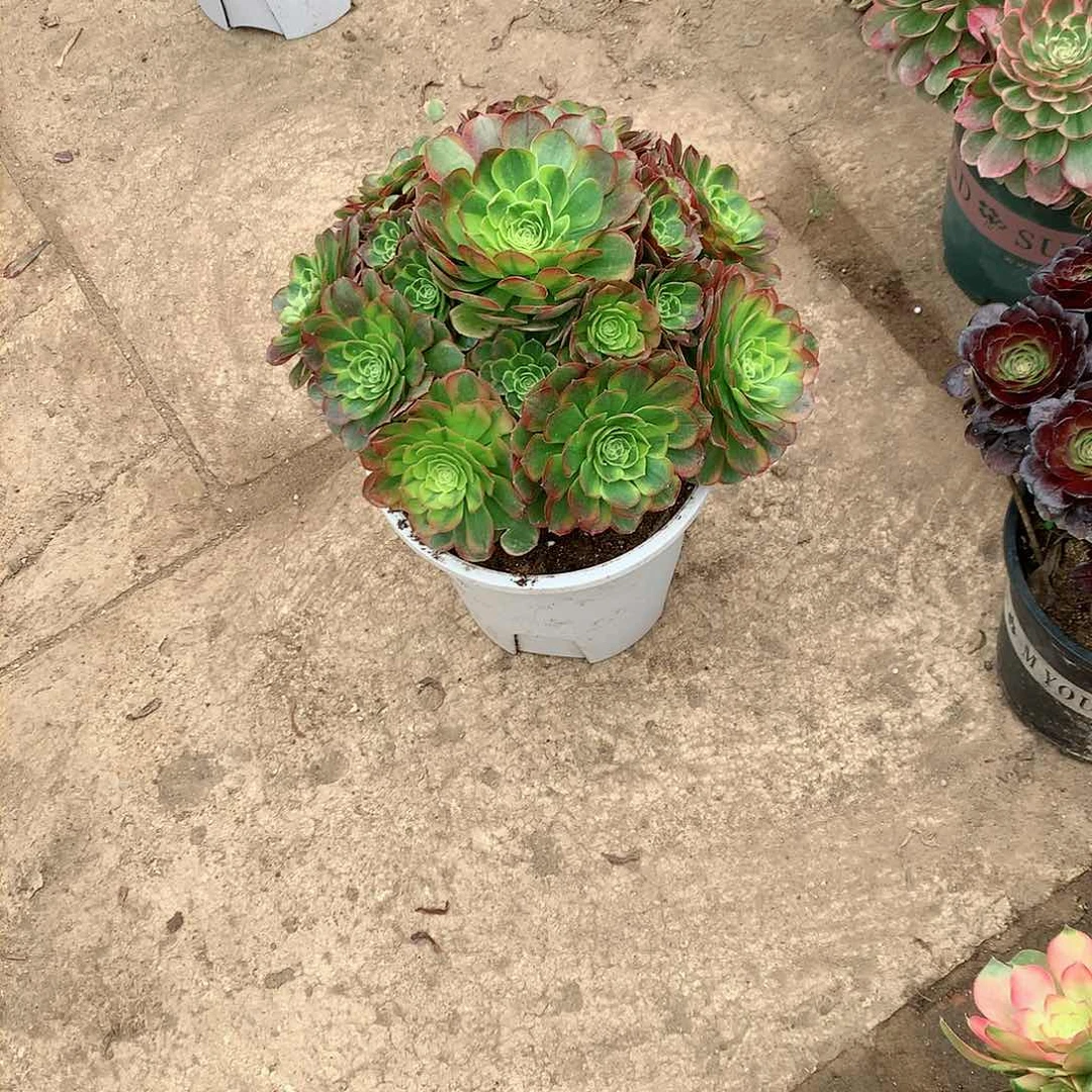 【闪购商品】S****豆乃白，多肉