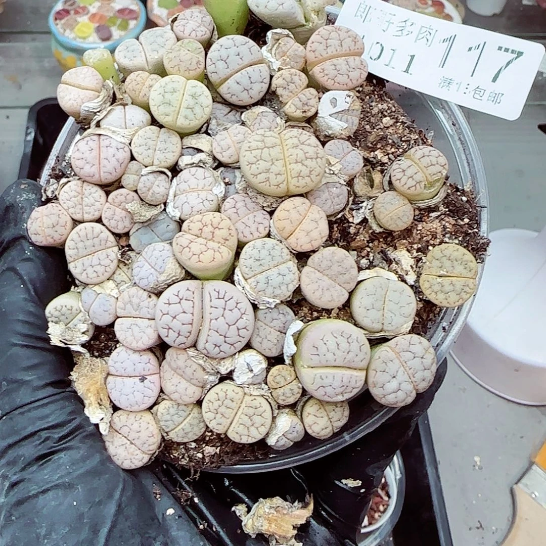 生石花满18包邮1011-117