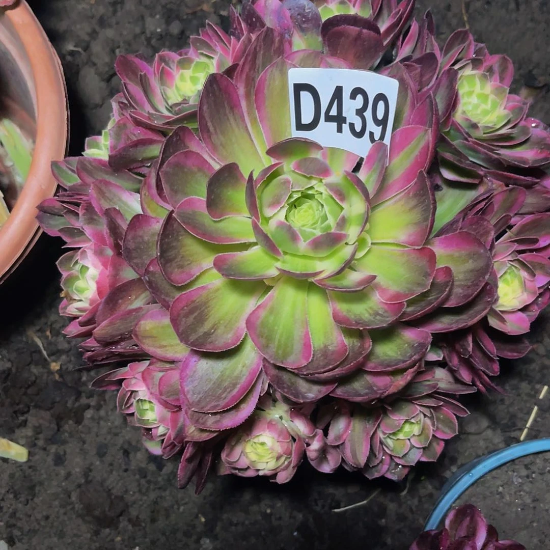 粉体海王16–6包邮