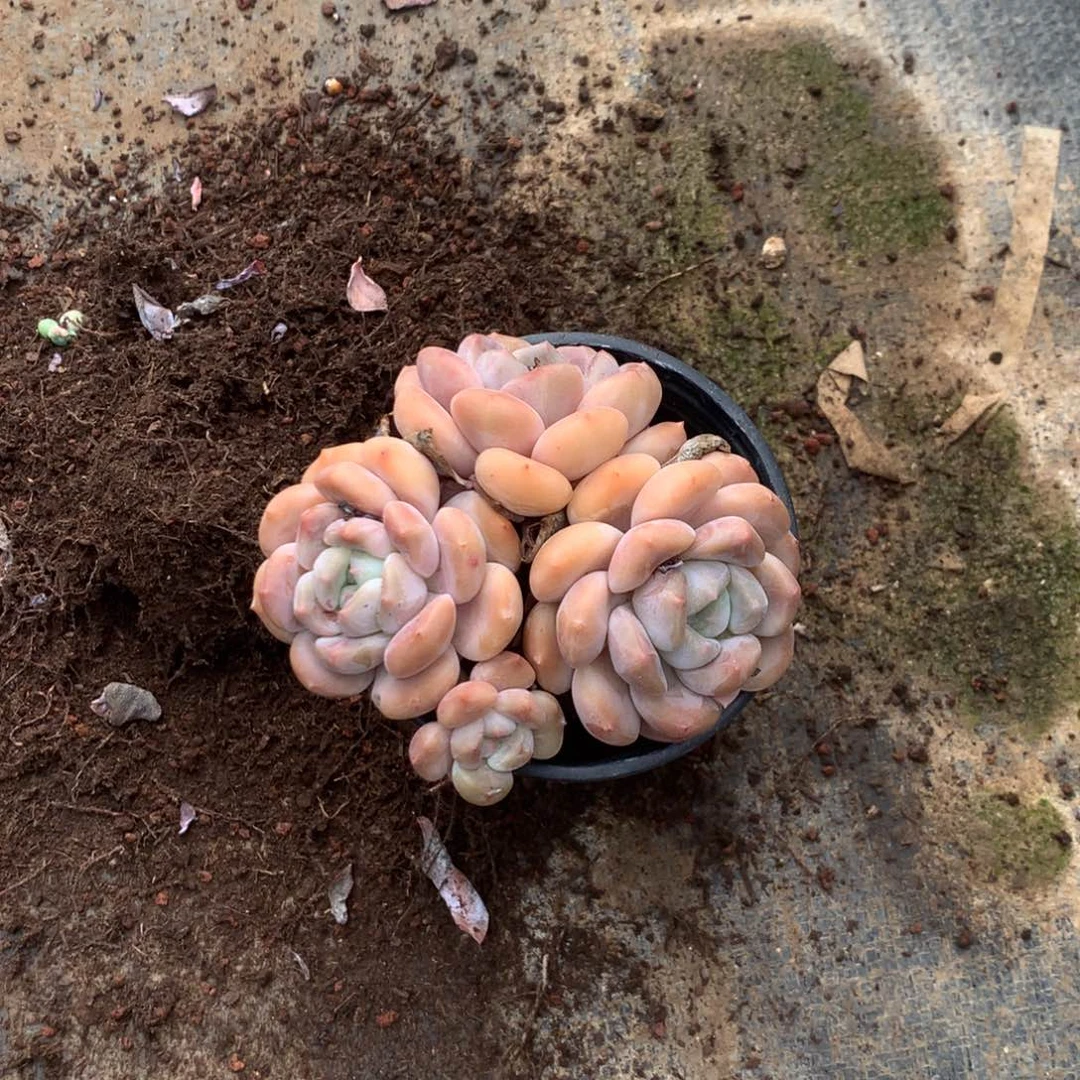 ****鱼那就是说他没去上课呢