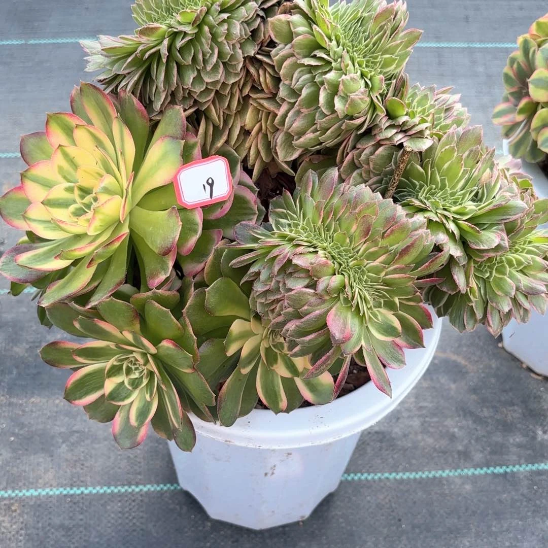 全部花朵19海王缀多肉植物