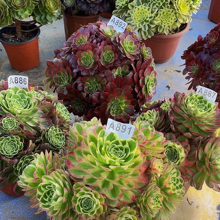 两课海鲜891.887安娜892水米跳