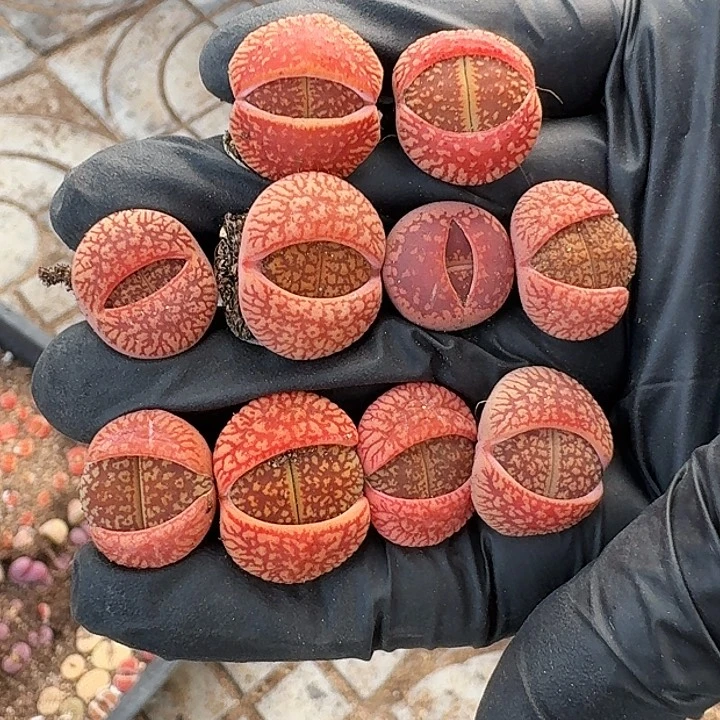 生石花222333。   57