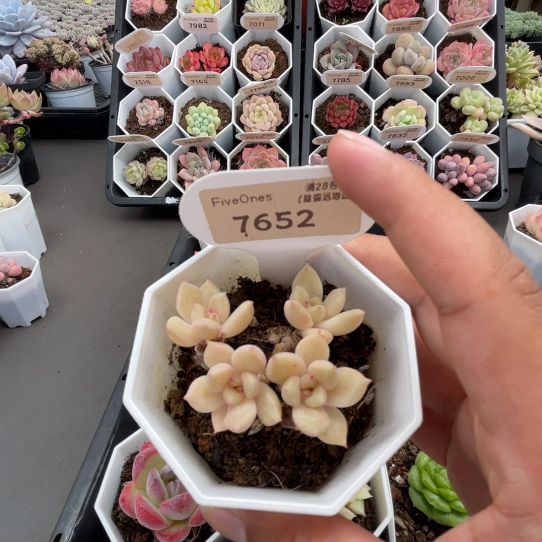 7652璀璨  4.0厘米