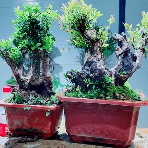 当前无花栽培后可以开花邻**姐