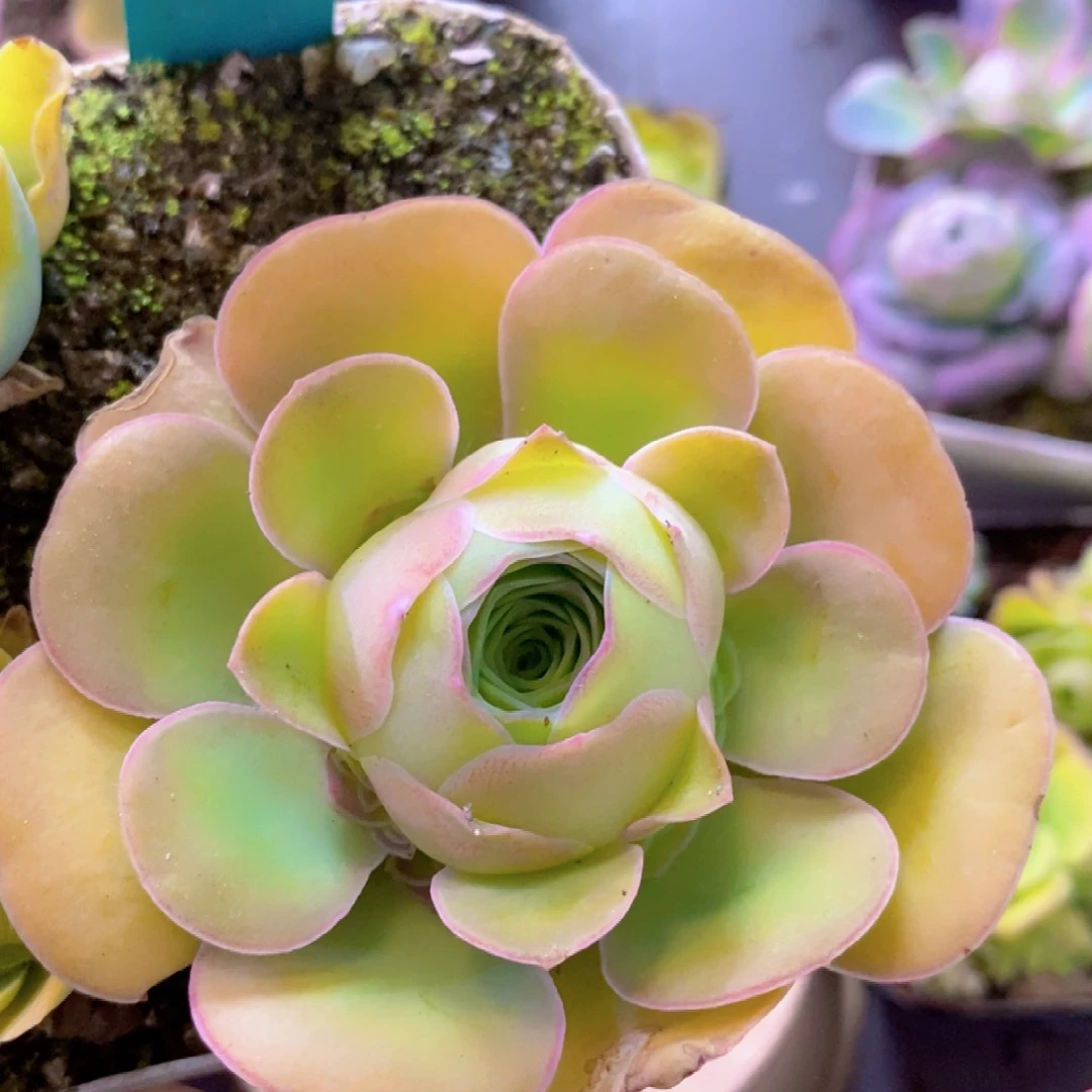 山地玫瑰福利一物一拍308惊鸿绝色