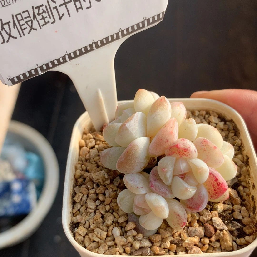 精品多肉奶油冰玉