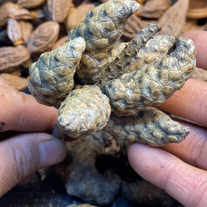 吊坠桃核娜姐真的187