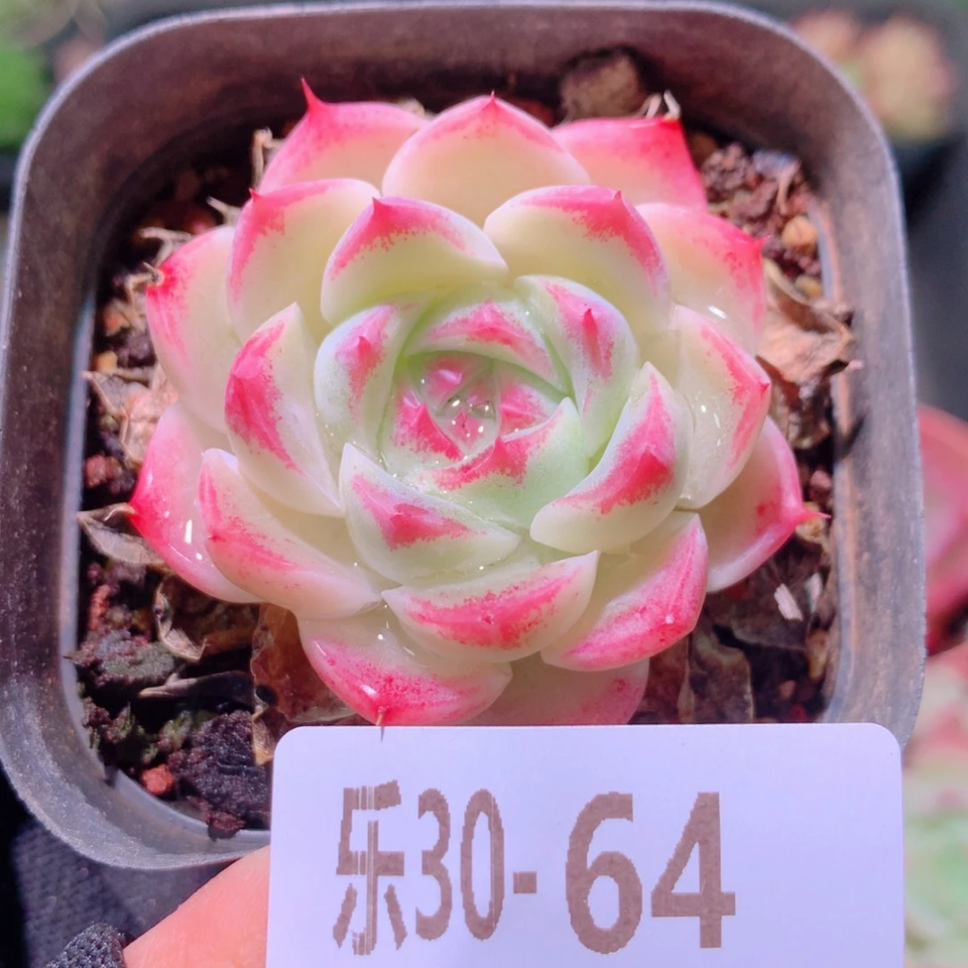 乐然30-64 新品单头