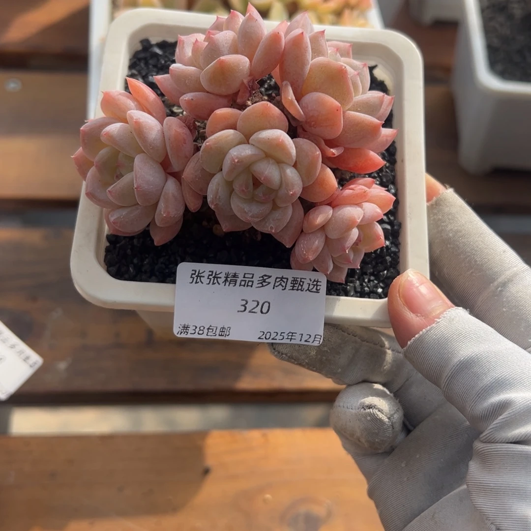 张张精品多肉甄选320