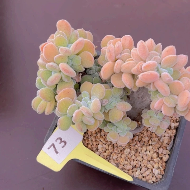 健健康康平平安安