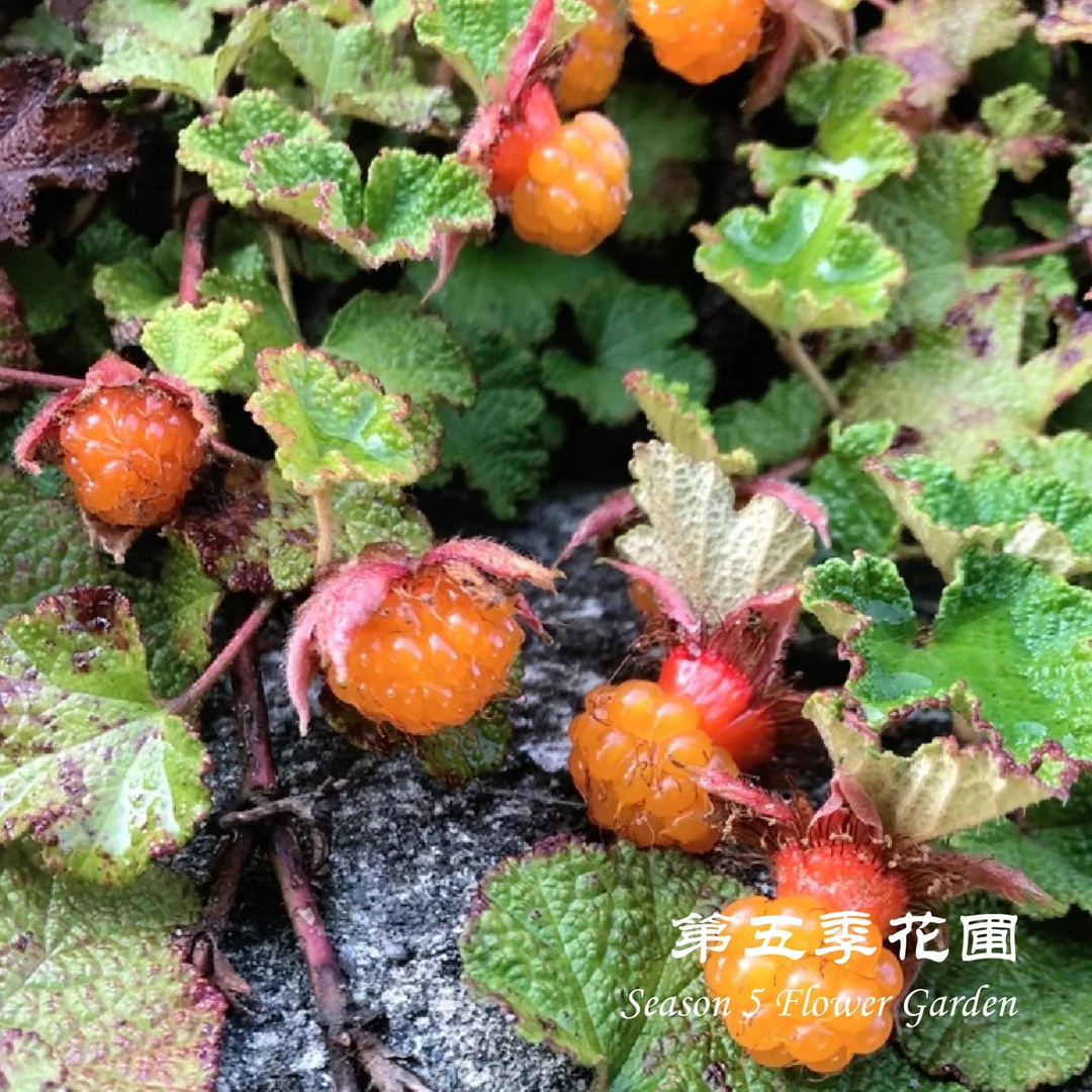 第五季花圃 玉山悬钩子 多年生爬藤垂吊植物 夏季开花 庭院盆栽苗