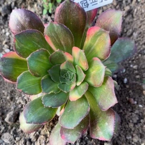 长*763绍羞七彩拉丝满25包邮多肉