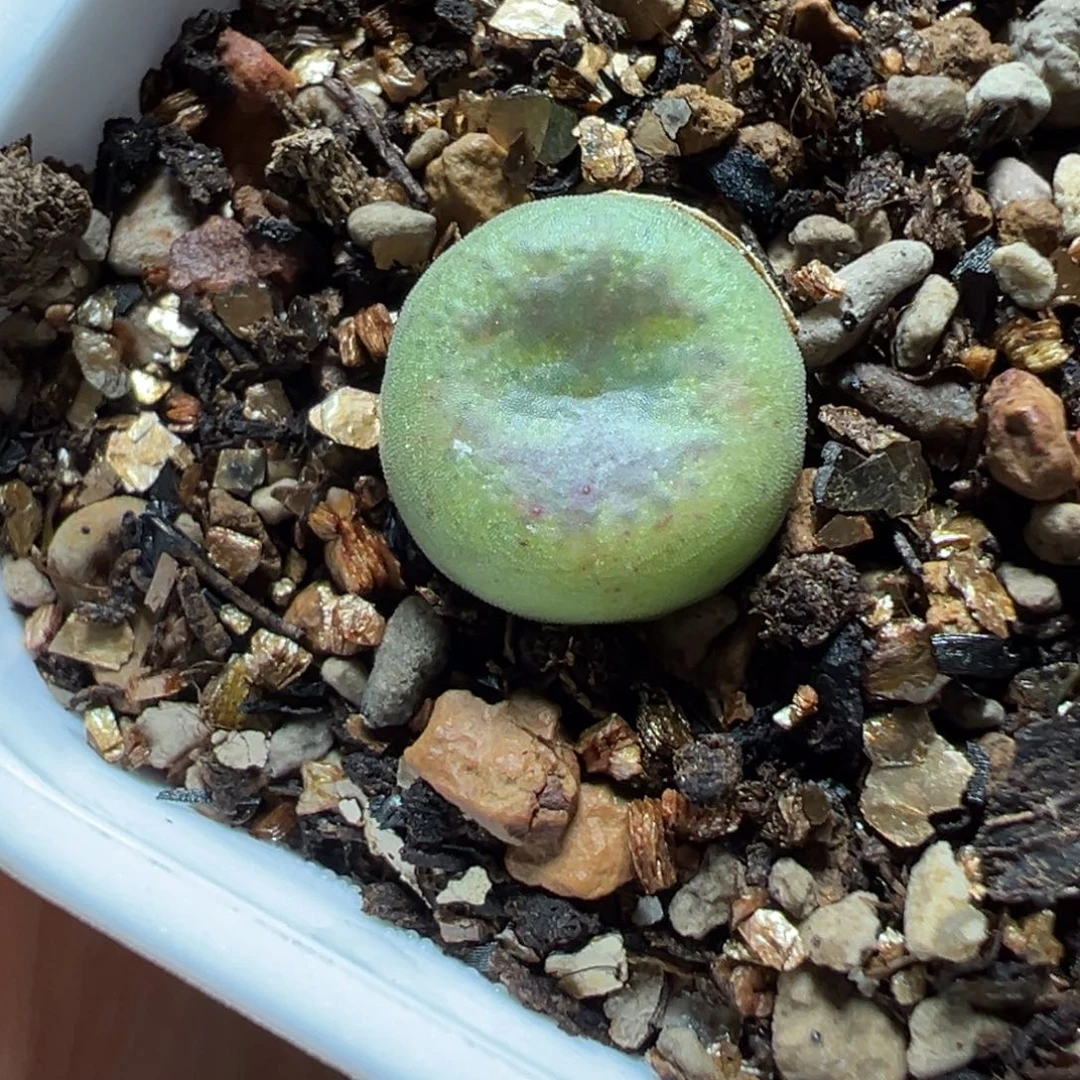 拉登杂交 圆圈太阳纹