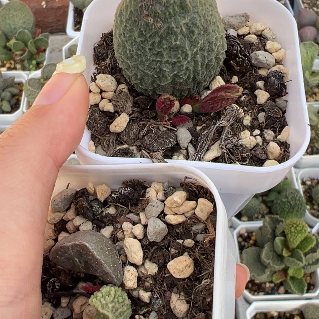 *****两颗一起多肉植物水泡