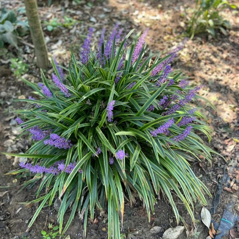 花镜植物耐寒别墅多年生矮花金边麦冬草苗花园宿根花卉地被绿化花