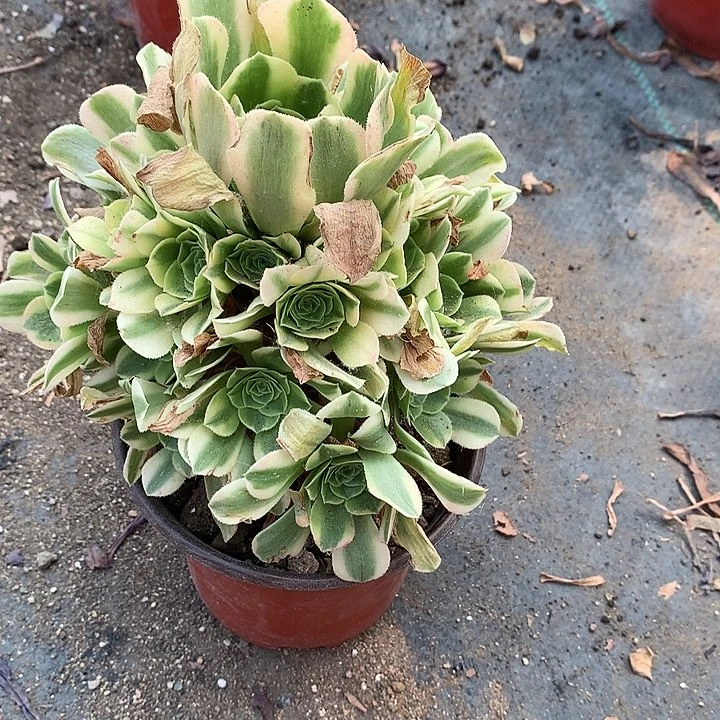 821辛尼亚多肉植物