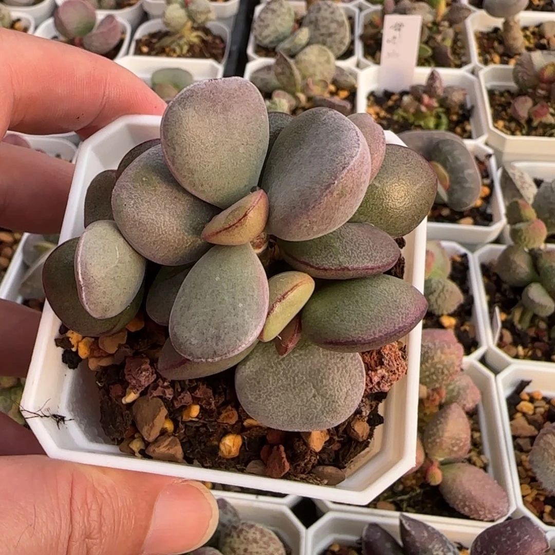 球球紫蛋水泡多肉