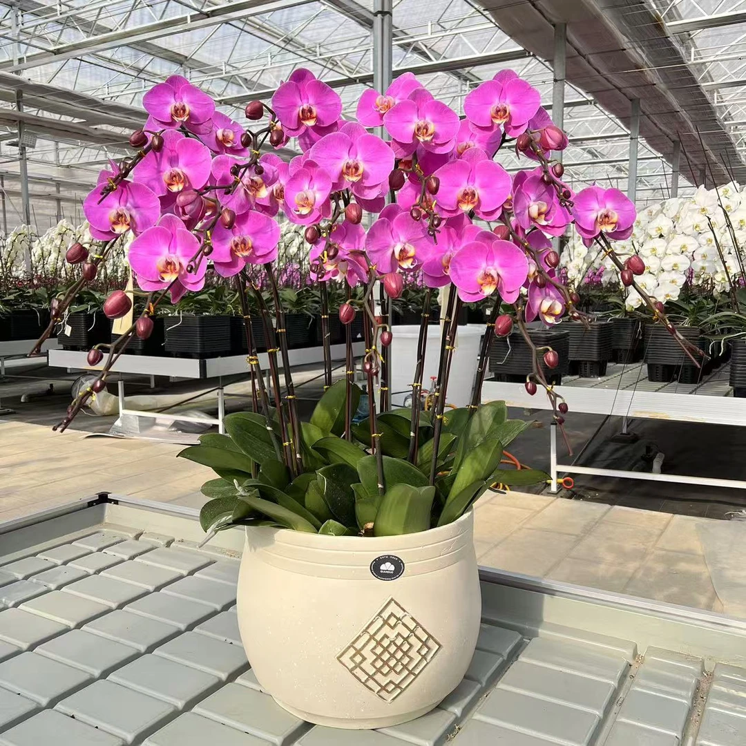 【思芹花卉｜粉宝图蝴蝶兰】A级带土盆栽，云南鲜花顺丰空运包邮