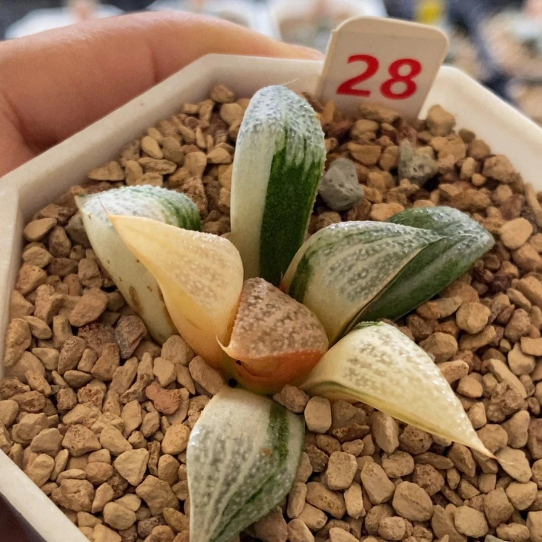 28号特选青蟹锦多肉植物