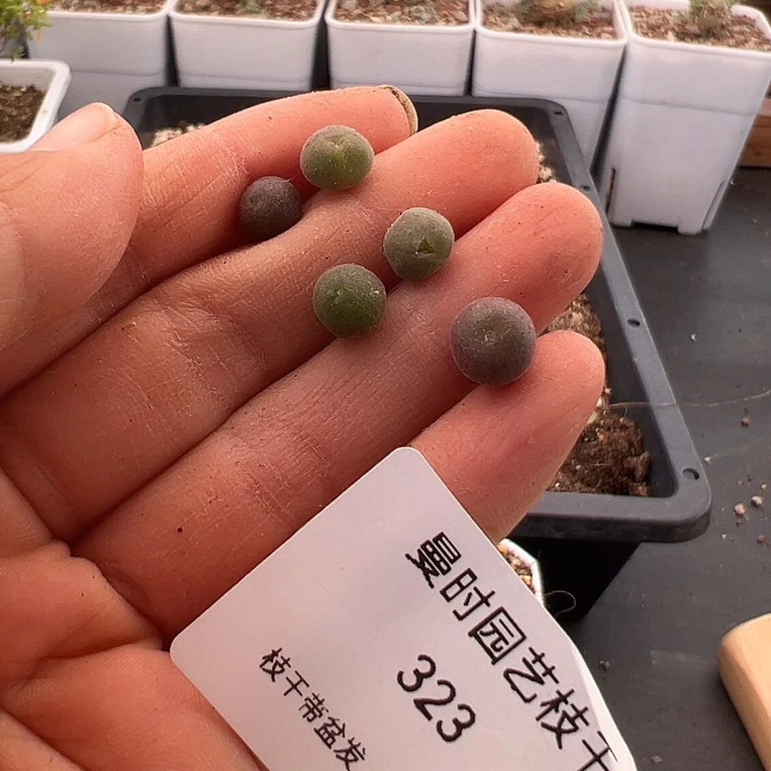 肥***?323号大眼空蝉11.11多肉