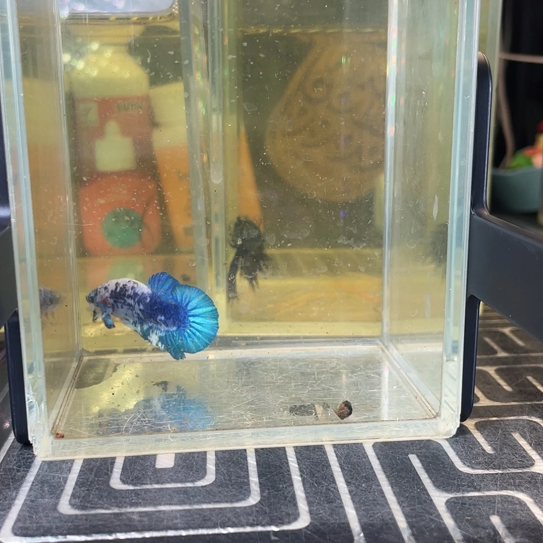 斗鱼32号1210早青花