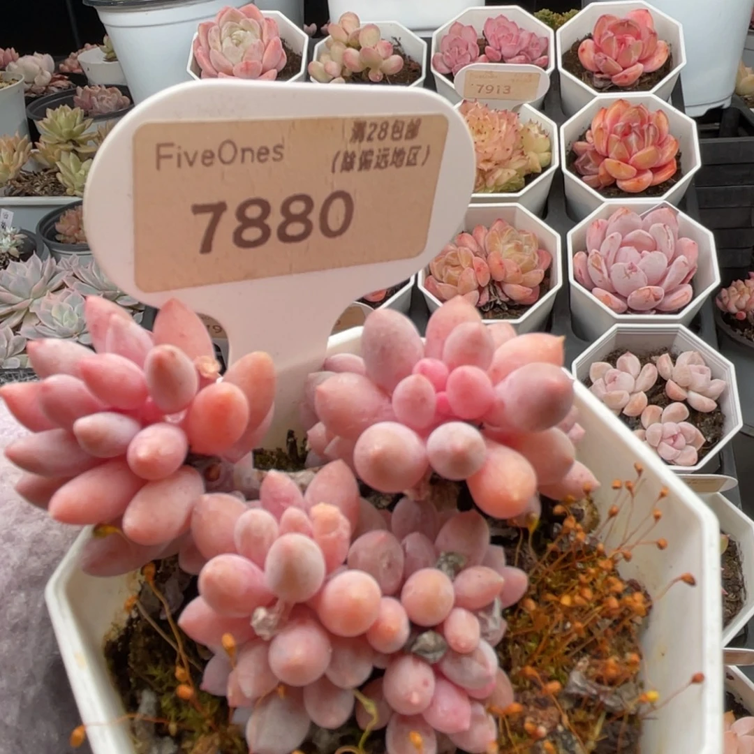婴儿手指7880-6.0厘米