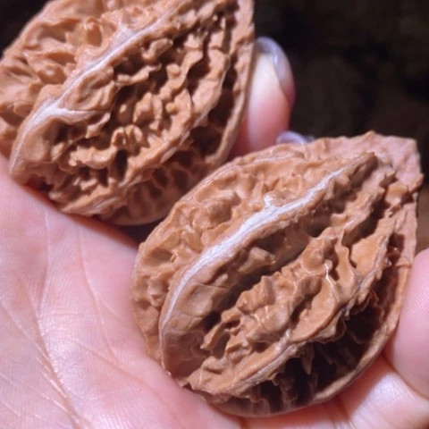 文玩核桃把件东北野生楸子小美37